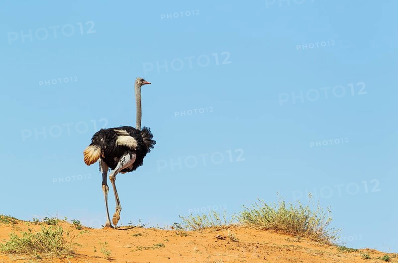 Ostrich