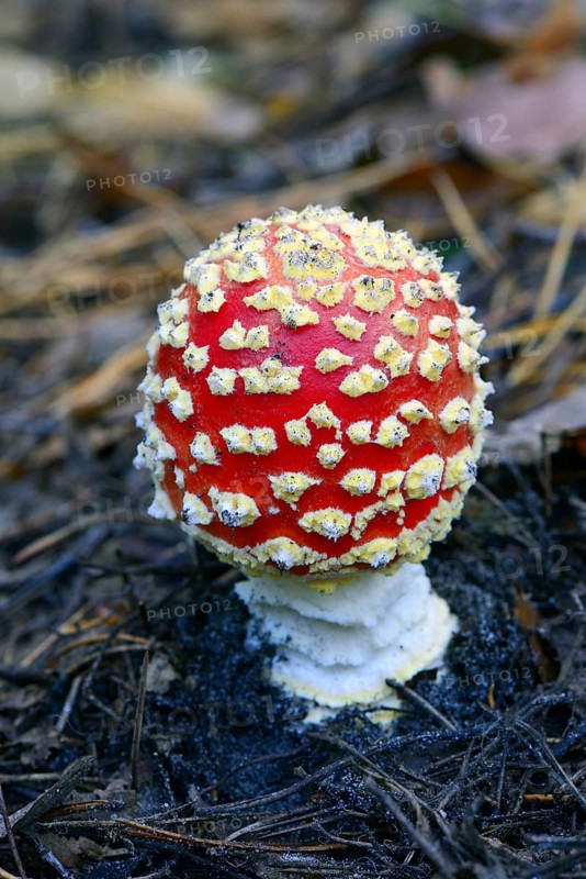 Fly agaric