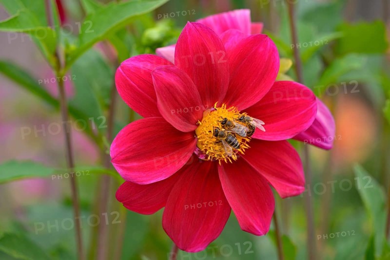 Bees