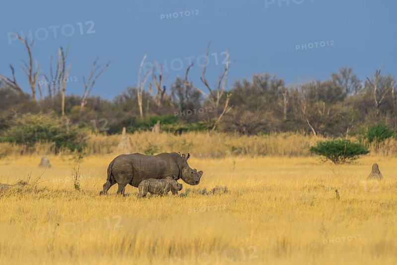 White rhinoceros