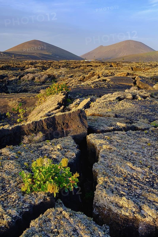 Lavafield with lichens and Rumex lunaria