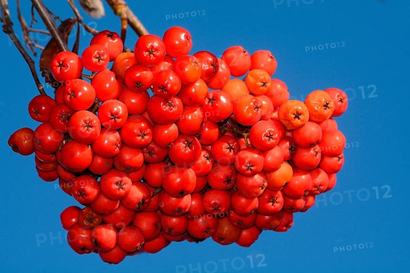 European rowan