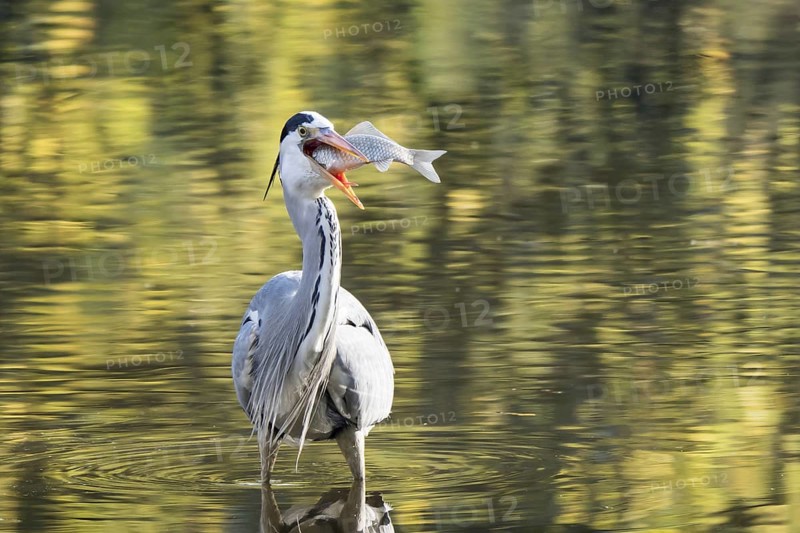 Grey heron