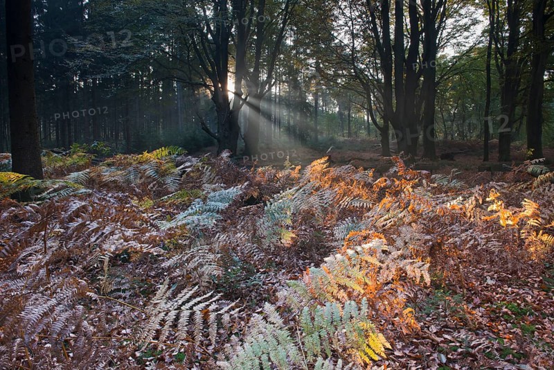 Bracken