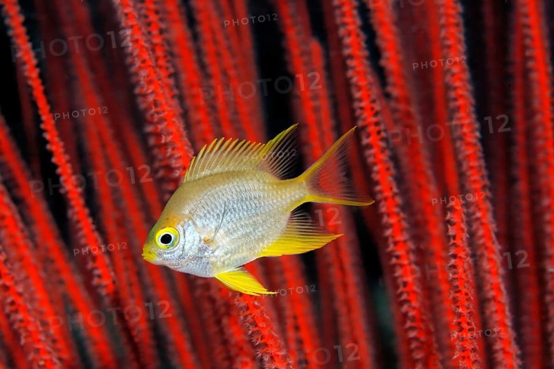 Golden damselfish