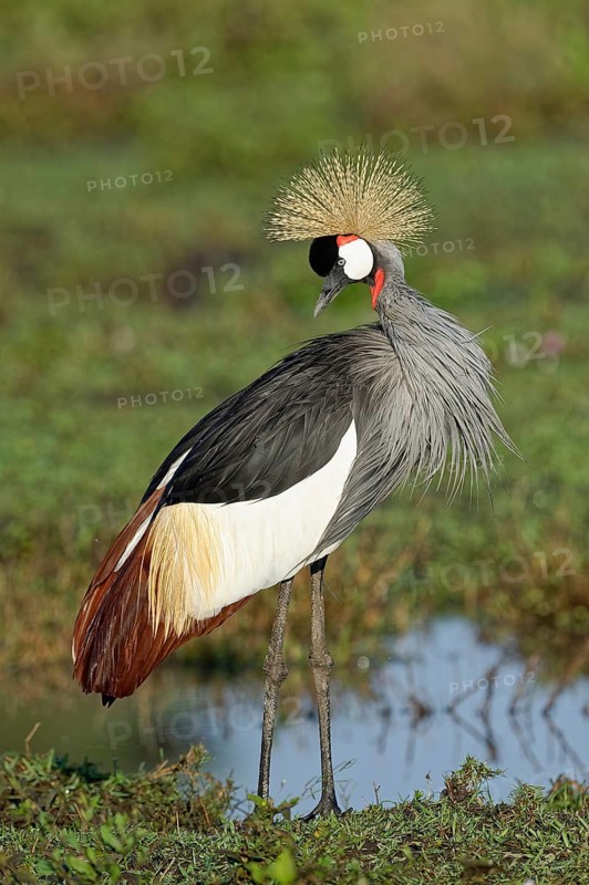 Gray crowned-crane