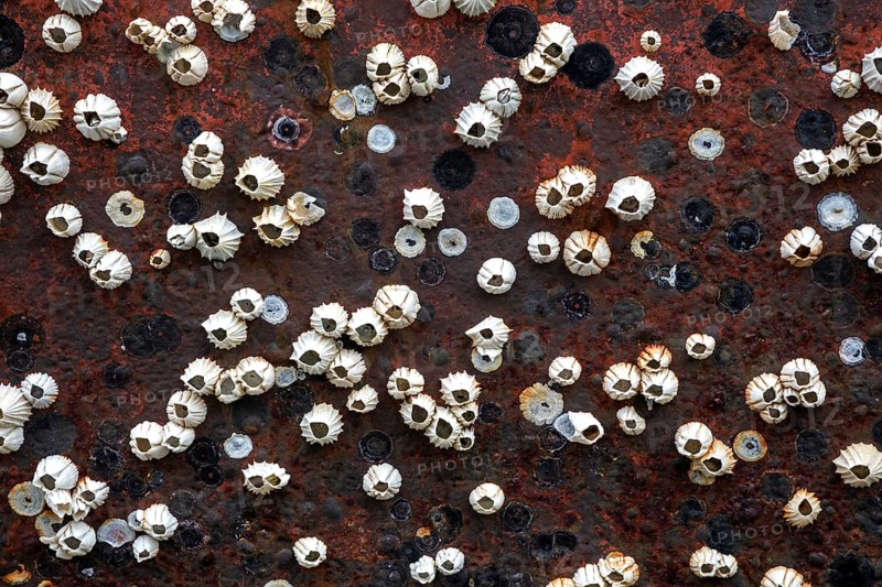 Dead Barnacles