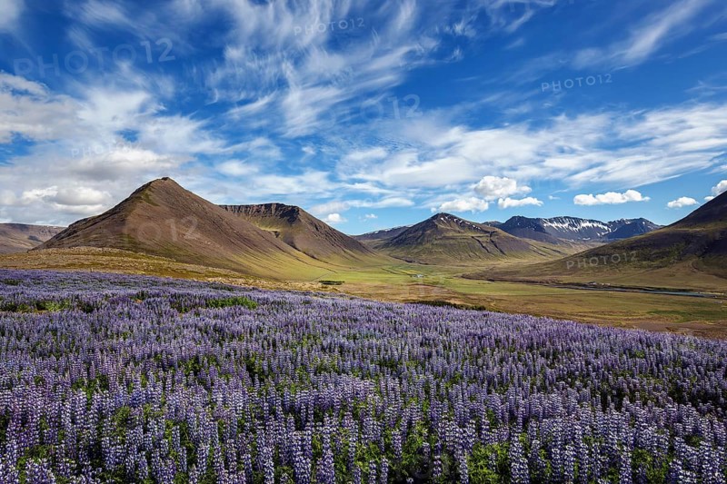 Blue flowering Nootka lupins