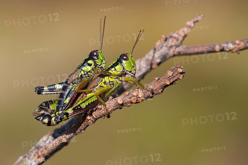 Green Mountain Grasshopper