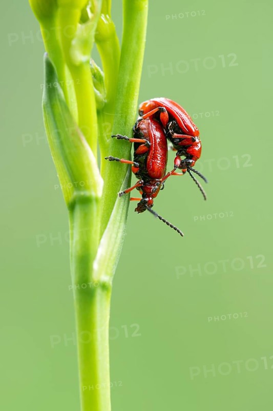 Scarlet lily beetle