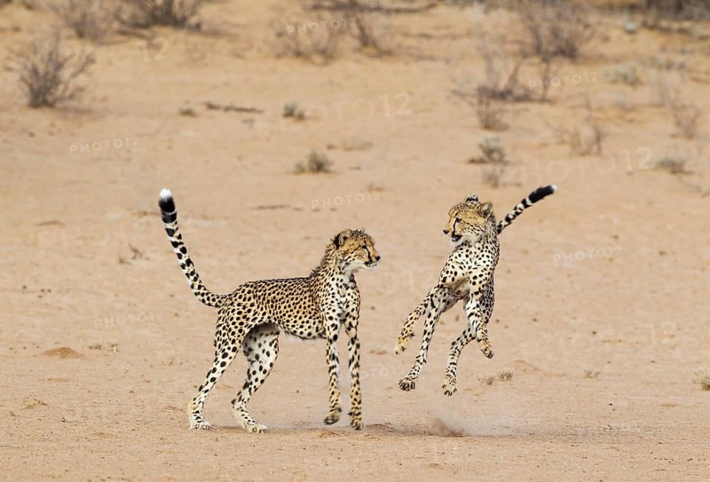 Cheetah