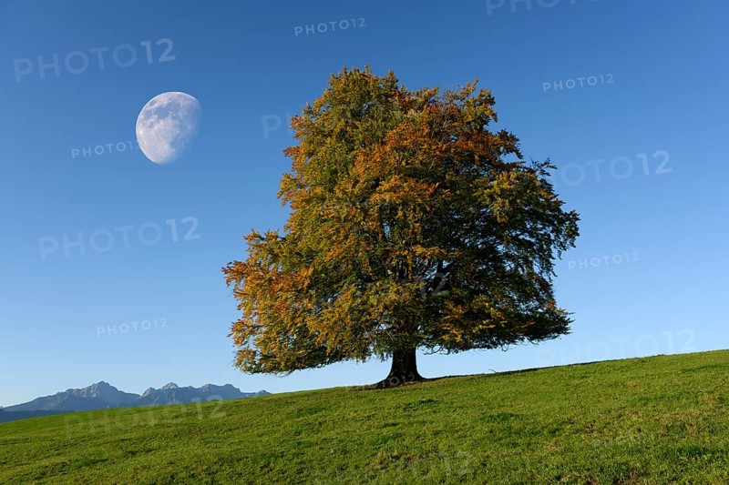 Common beech