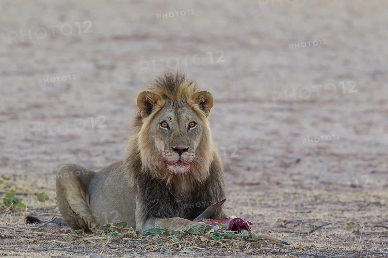 Black-maned lion