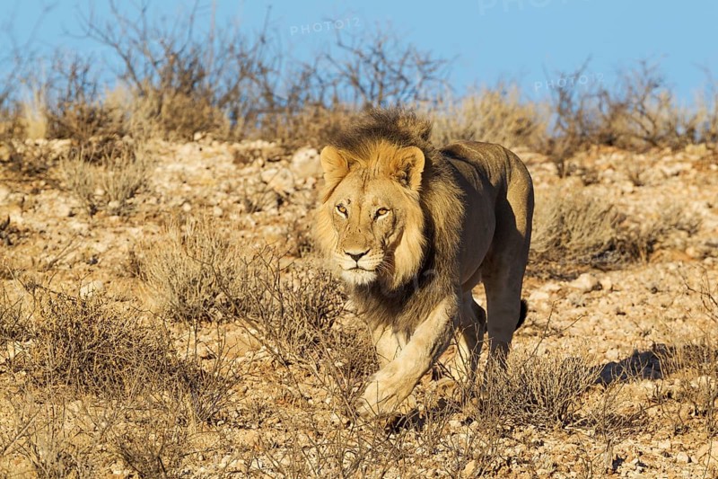 Black-maned lion