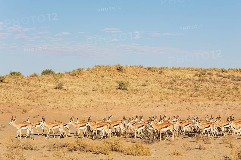 Springboks