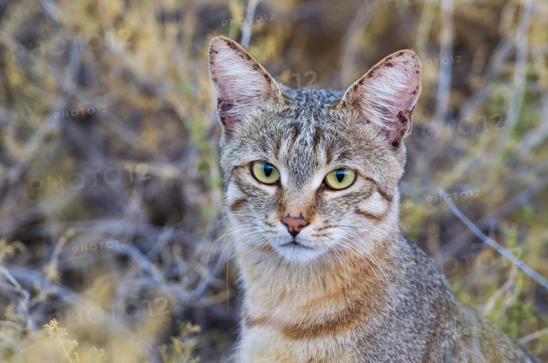 African Wildcat