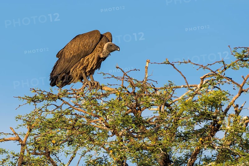 Cape griffon