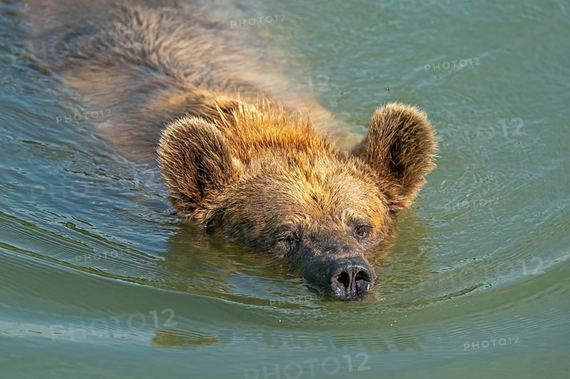Brown bear