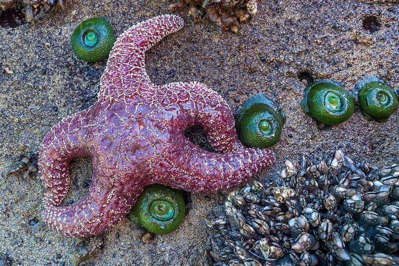 Starfish