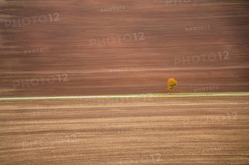 Freshly ploughed field and lonely tree in autumn