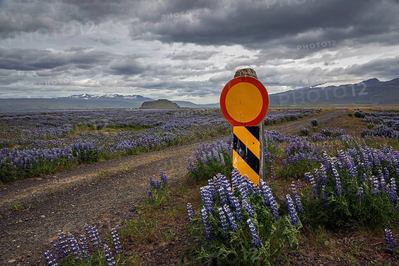 Closed path through flowering Lupins
