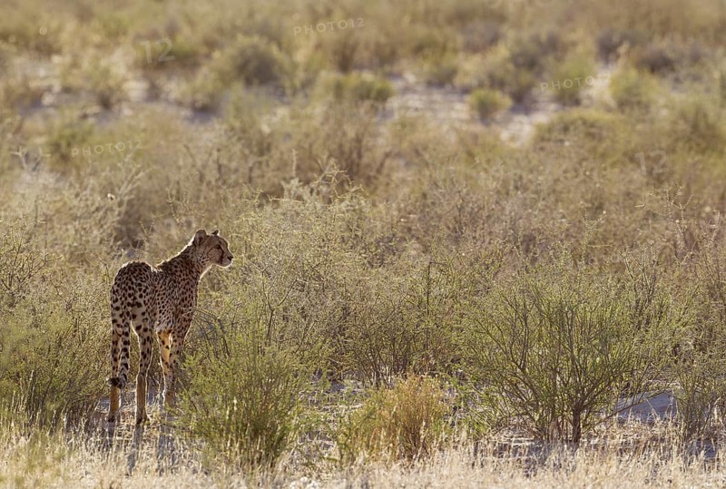 Cheetah