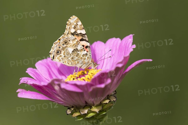 Painted lady