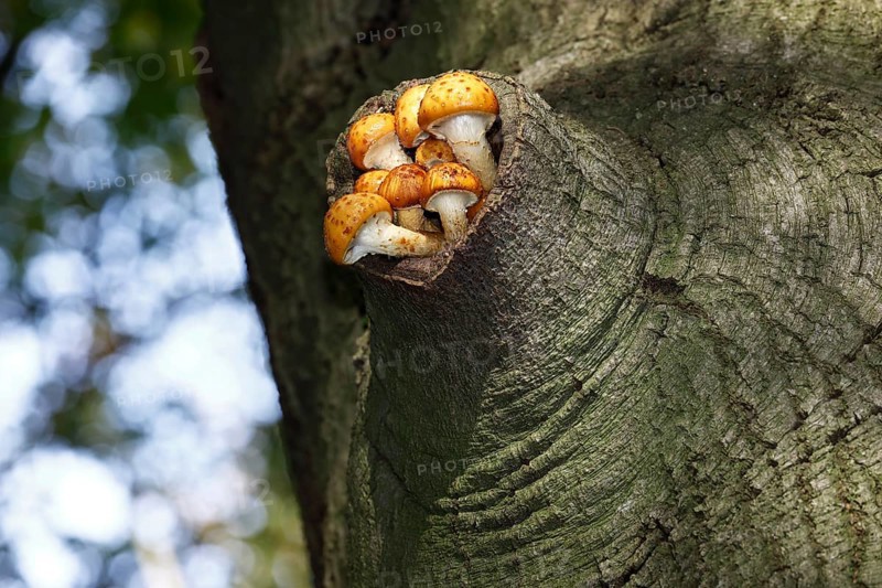 Golden Scalycap