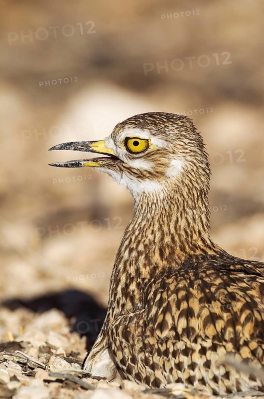 Spotted Dikkop