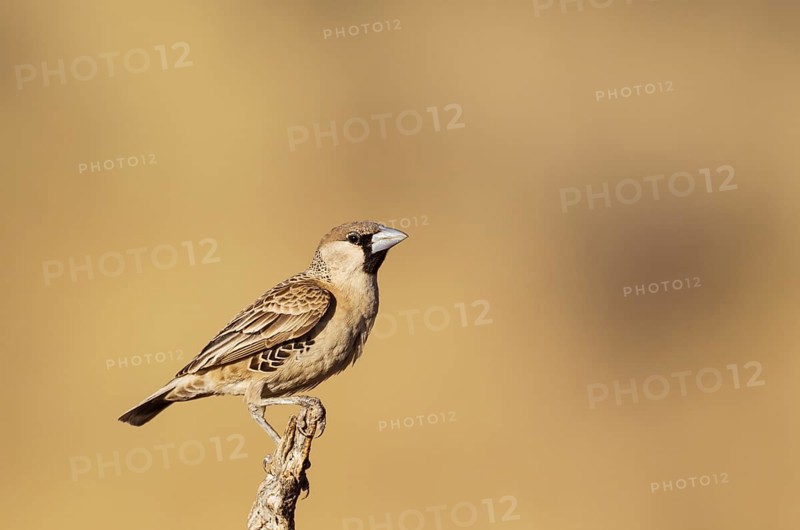 Sociable Weaver