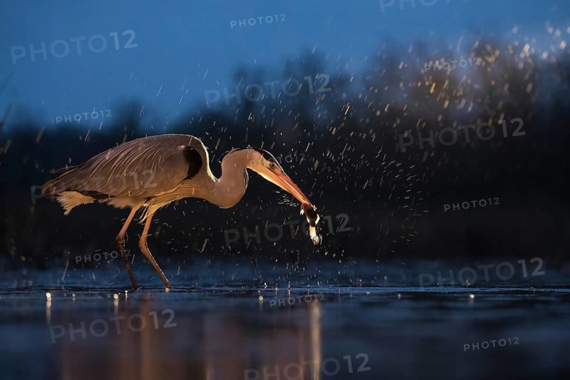 Grey Heron