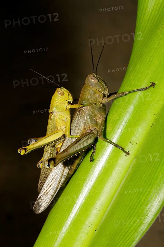 Long-horned grasshoppers