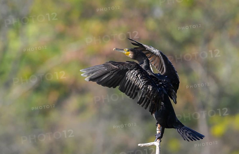 Great cormorant