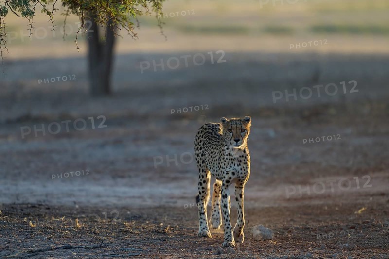 Cheetah