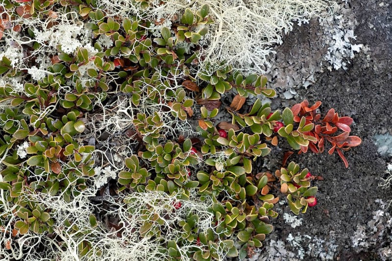 Detailed view of the autumnal soil of a mountain landscape