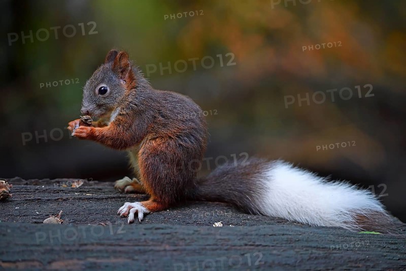 Eurasian red squirrel