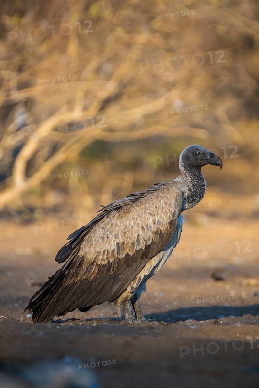 Cape griffon