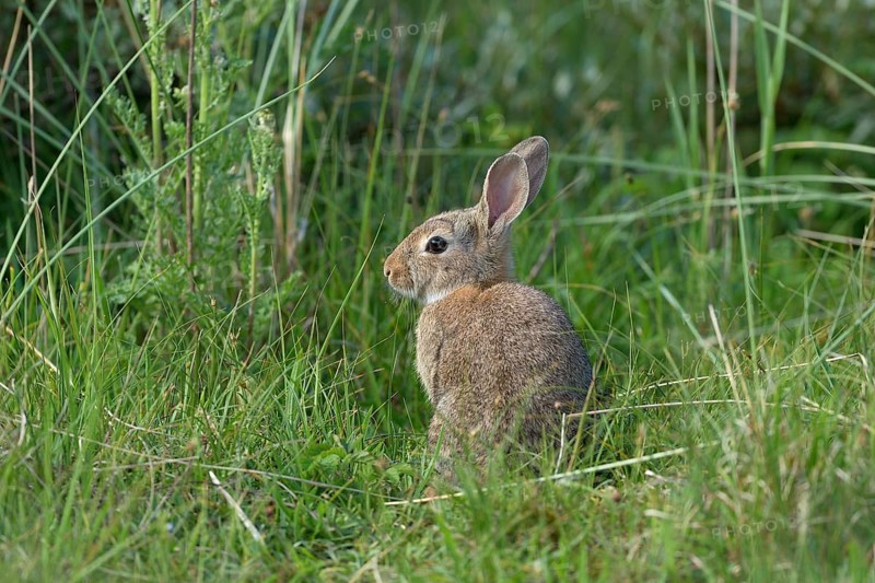 European rabbit