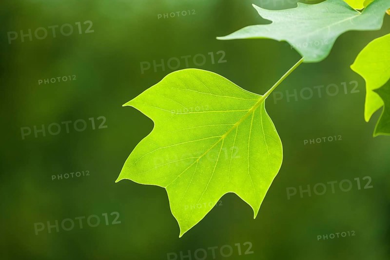 Tulip tree
