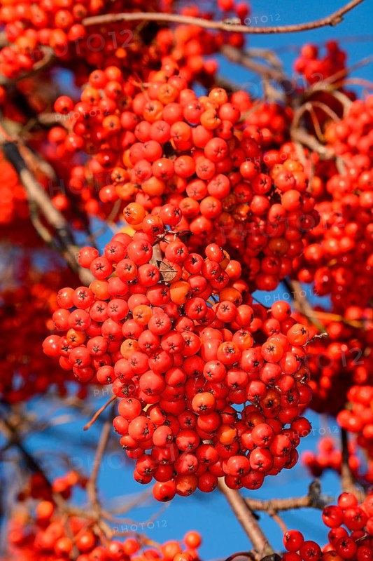 European rowan