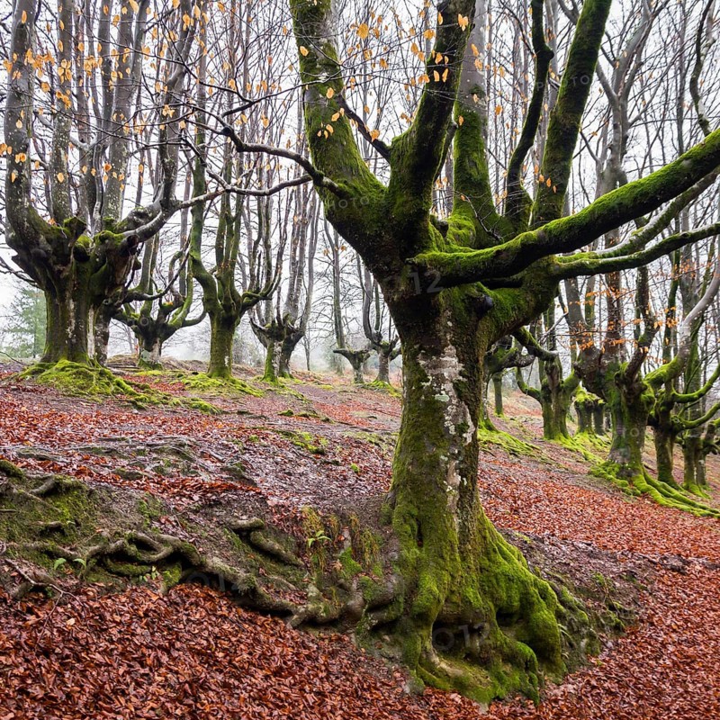 Gorbea Natural Park