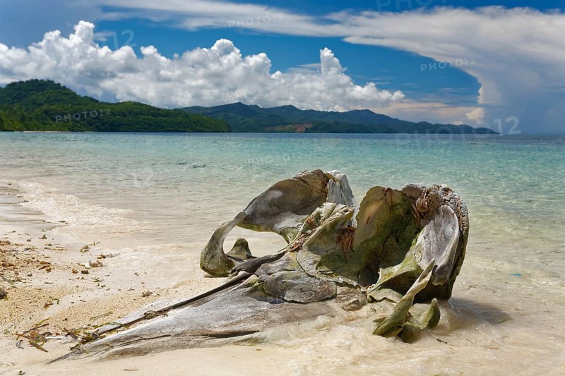 Skull of a Humpback whale