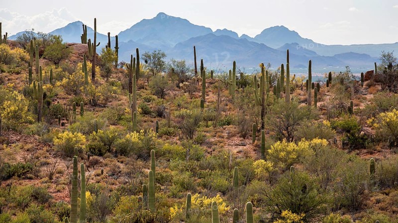 Saguaros