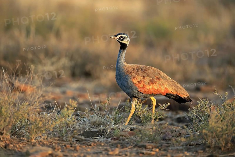 Blue Bustard
