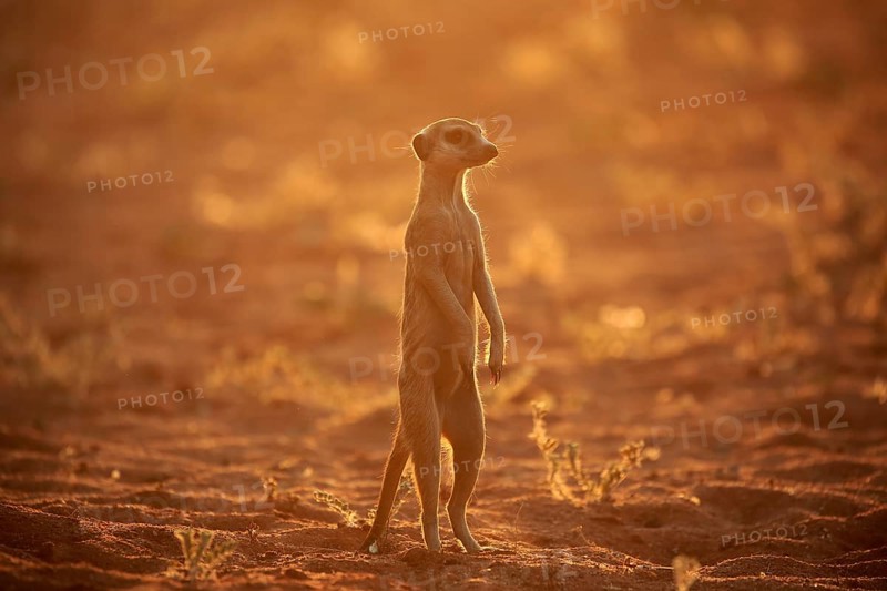 Meerkat