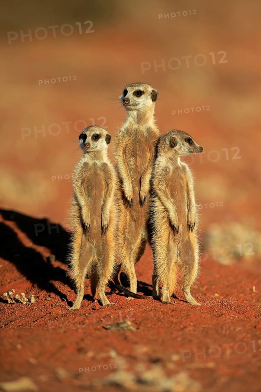 Meerkats