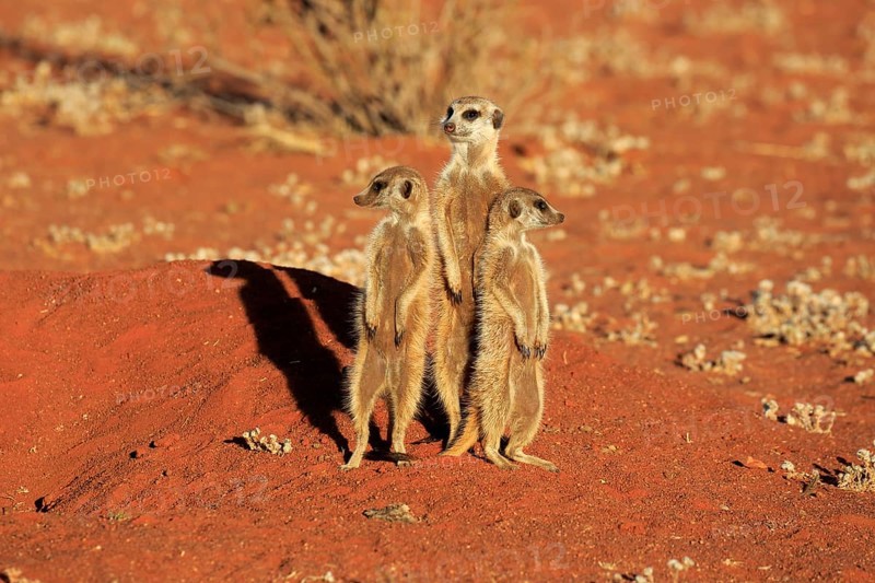 Meerkats