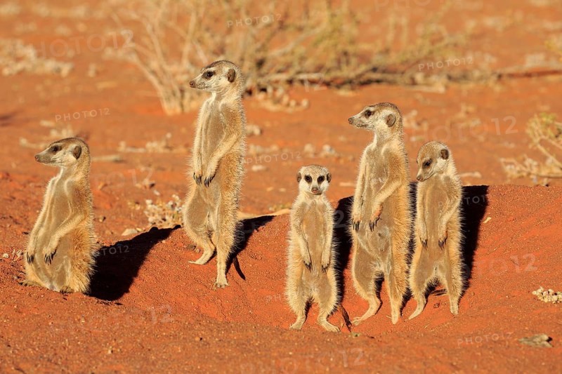 Meerkats