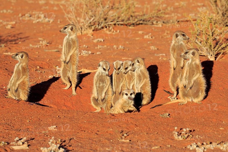 Meerkats