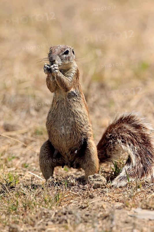 Cape ground squirrel
